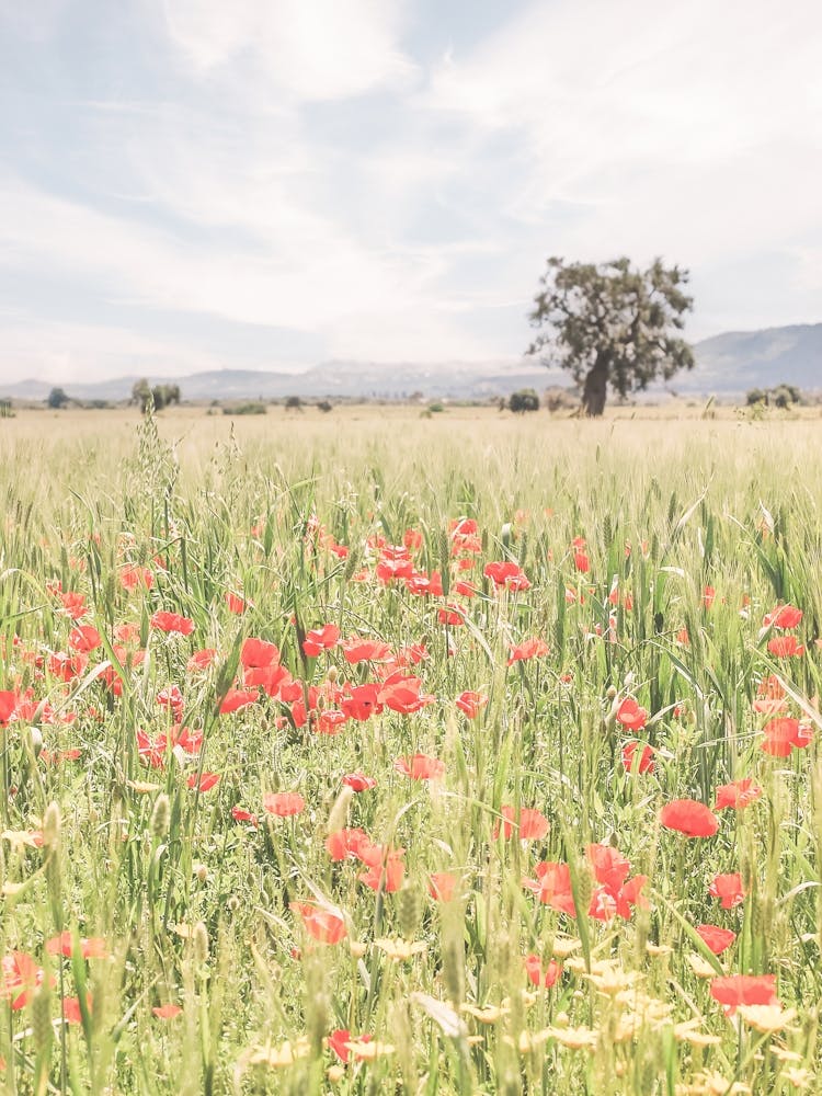 Puglia, Italien I Felder mit wilden roten Mohnblumen, natürliche Boho-Bohemian-Fotografie in der italienischen Landschaft mediterraner Gebiete mit einer Retro-Vintage-Pastellgrün-Sommerästhetik wie in der Toskana