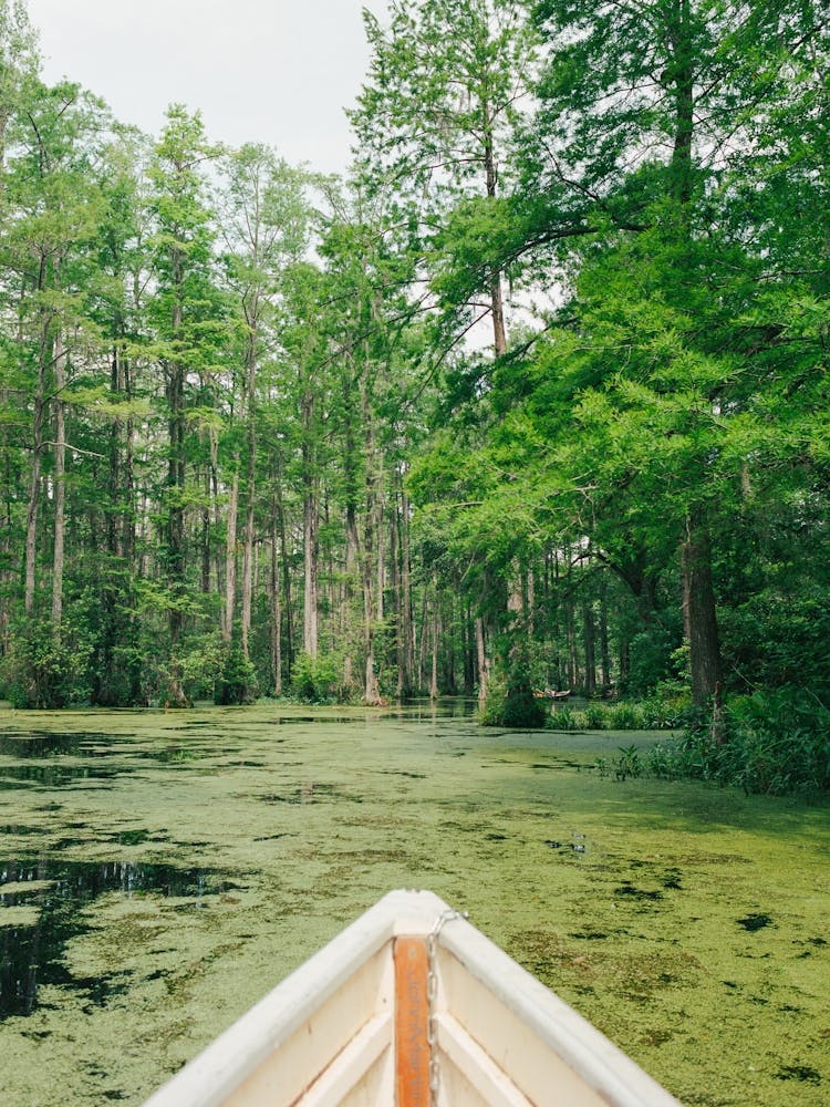 Charleston Cypress Garden auf Film