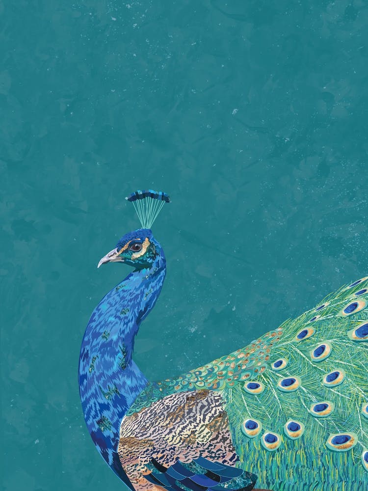 Turquoise Peacock Canvas  Print