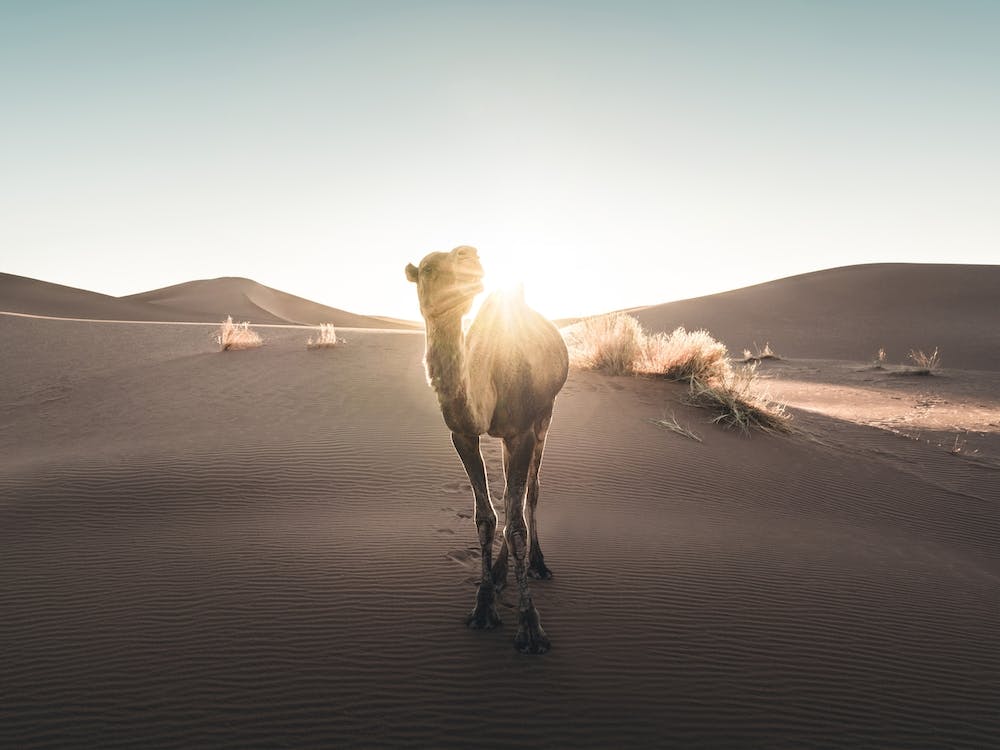 Mania Landscapes Raw 20 Camel (Morocco)