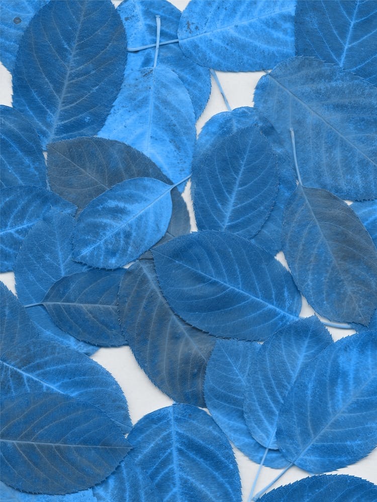 Autumn Leaves Blue