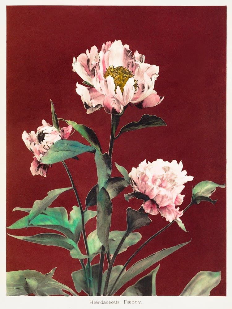 Hærdaceous Peony, Hand Colored Collotype From Some Japanese Flowers, Ogawa Kazumasa