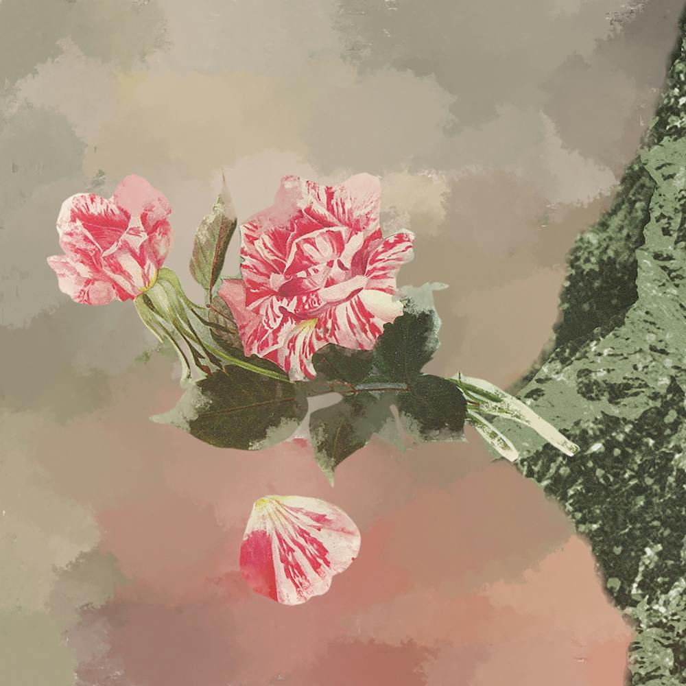 Pink Roses