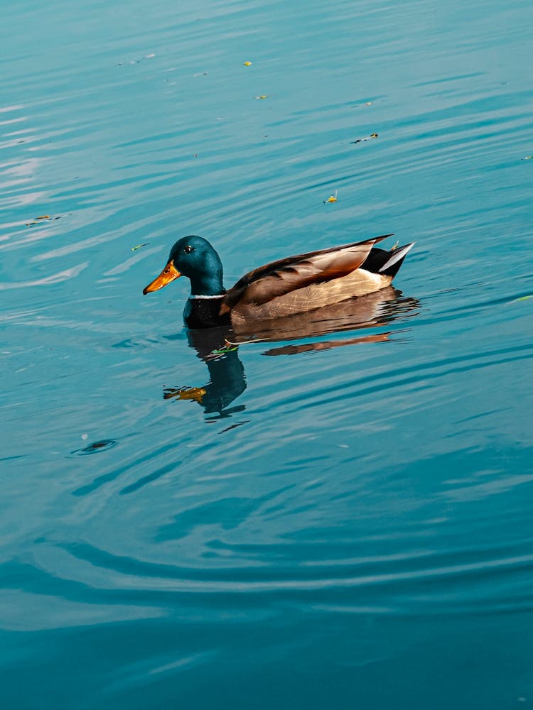 Duck. Collection. No. 1. In Blue Water. Vertical. 1