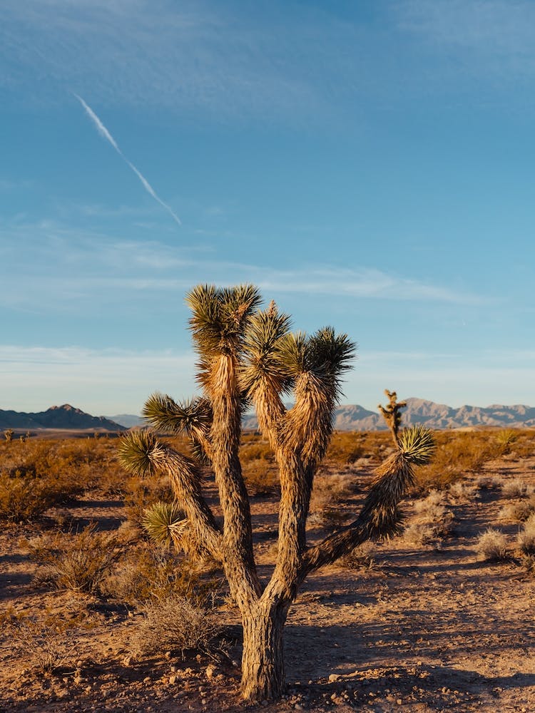 Nevada Desert Sunrise III