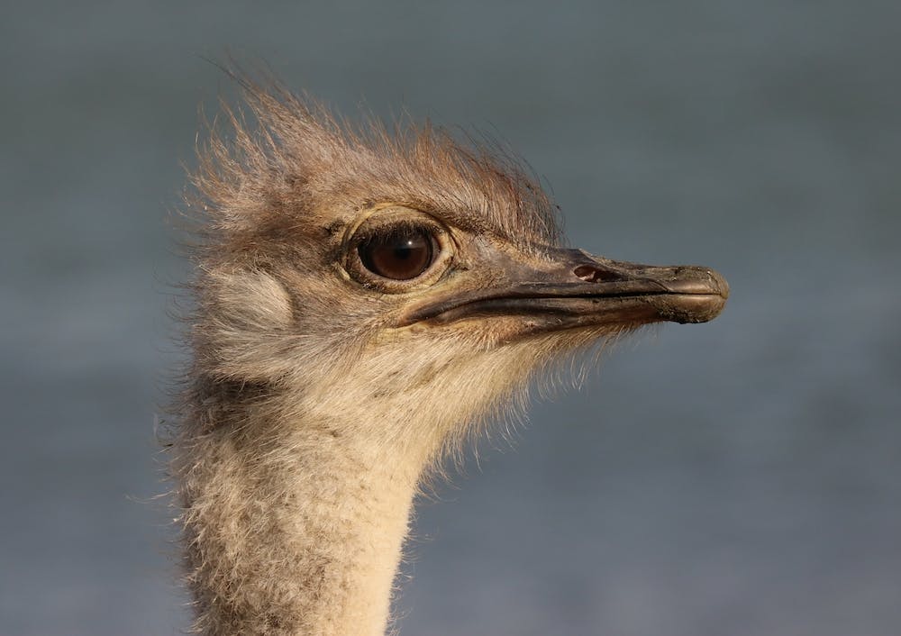 Young Ostrich Head