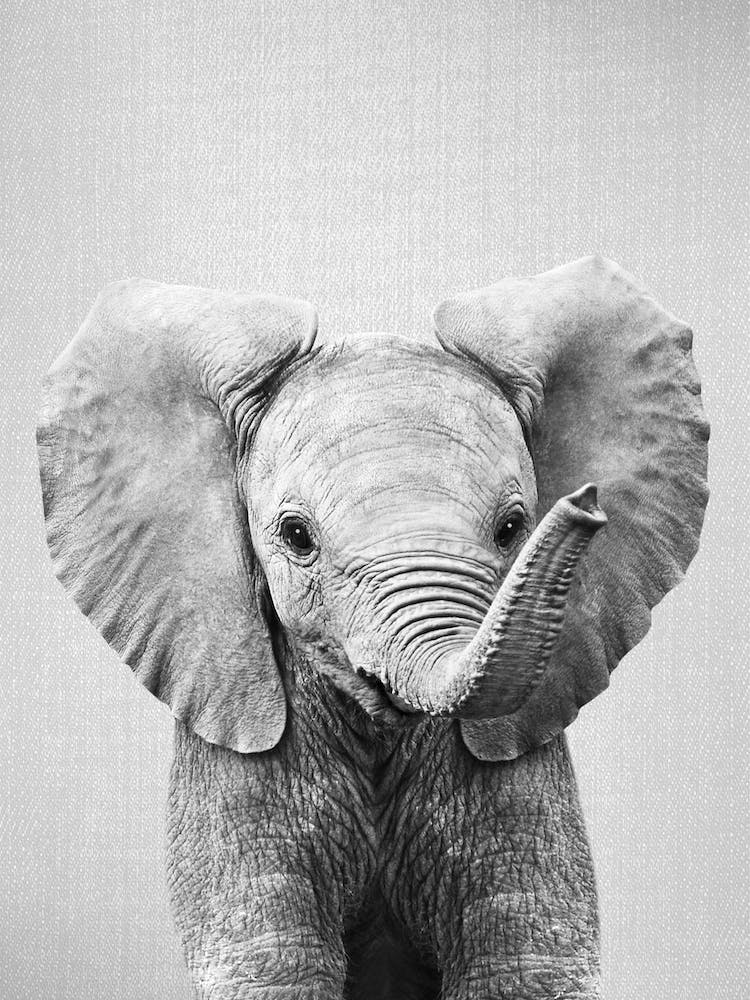 Baby Elephant - Black & White