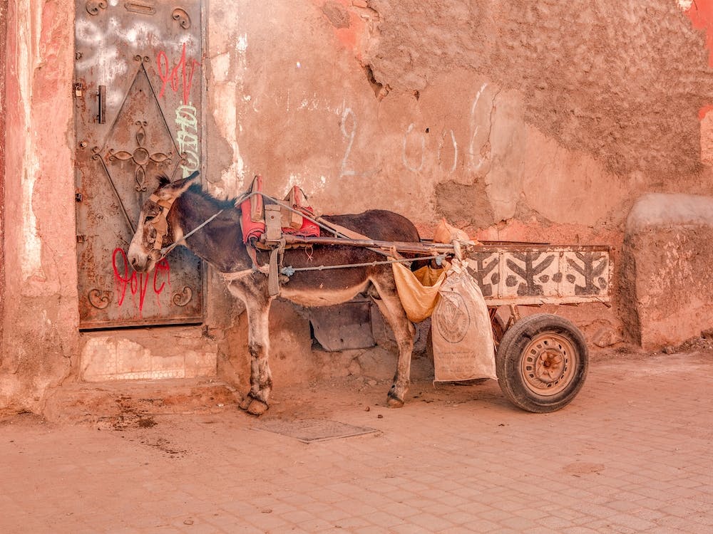 Moroccan Donkey Landscape Photography