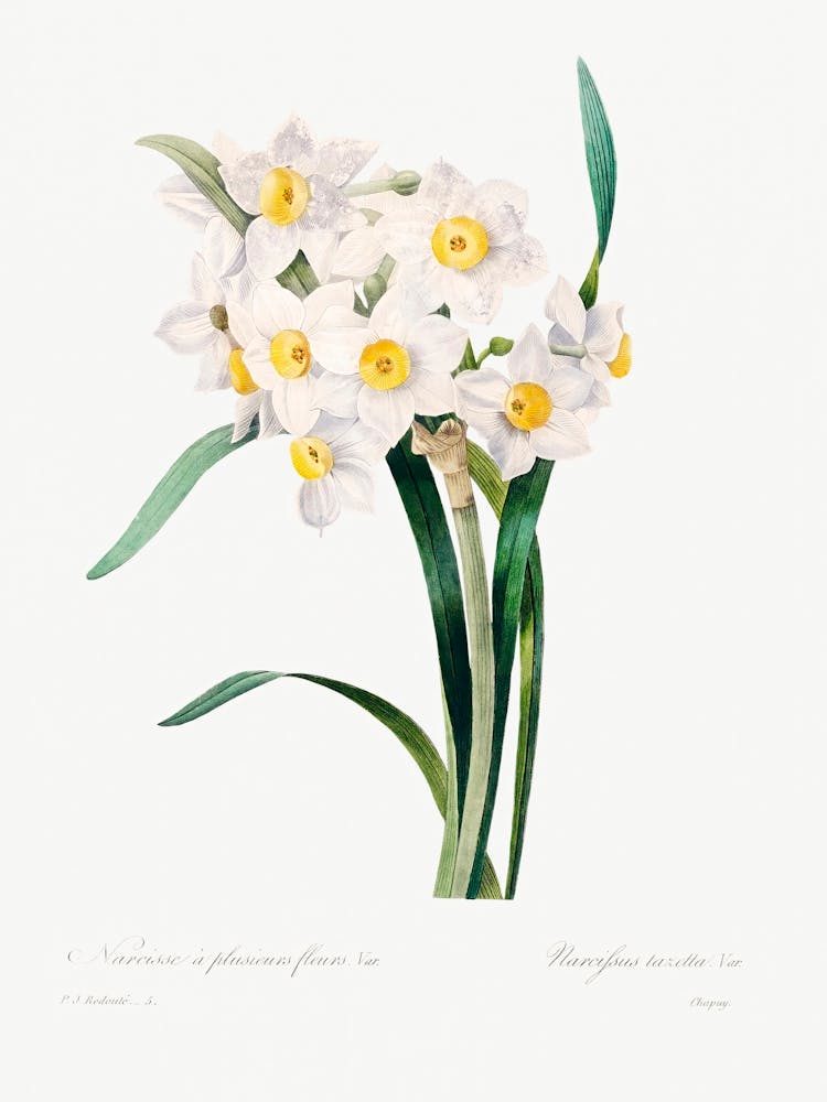 Chinese Sacred Lily, Pierre Joseph Redoute