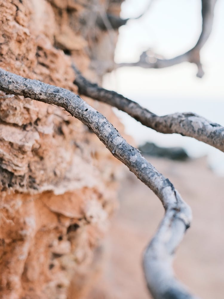 Racine d'Arbre // Photographie de Nature d'Ibiza