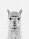 Curious Photography Art Prints