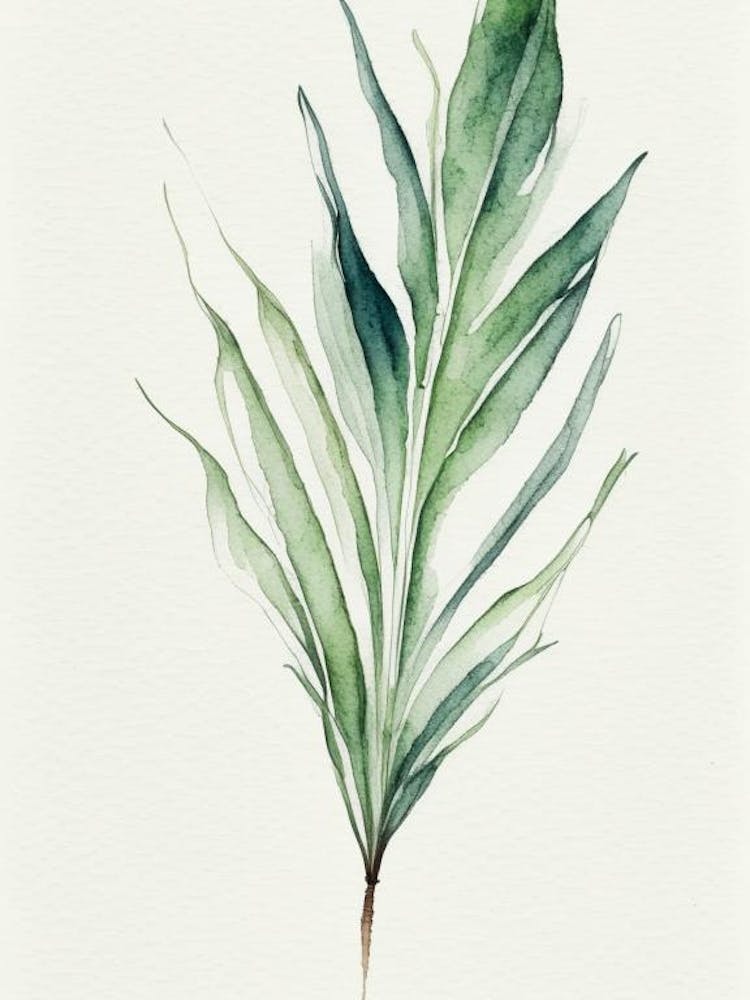 Yucca Leaf Minimalist Watercolour 5