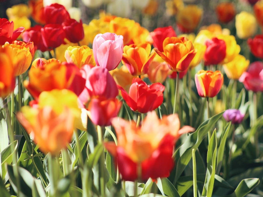 Tulipes Rouges Vives