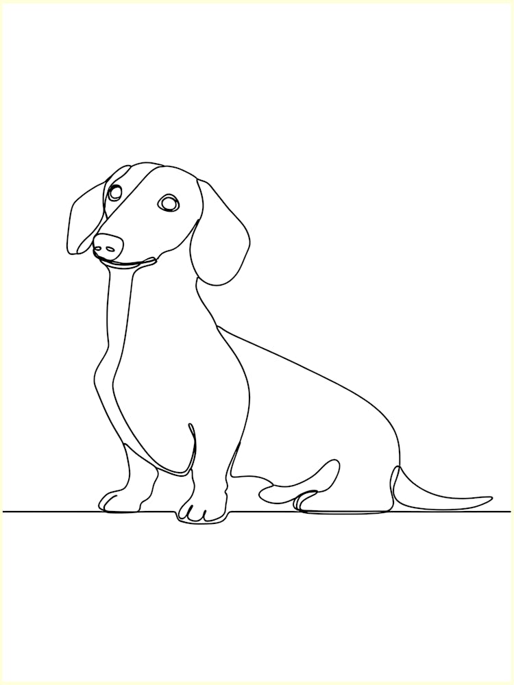 Dachshund
