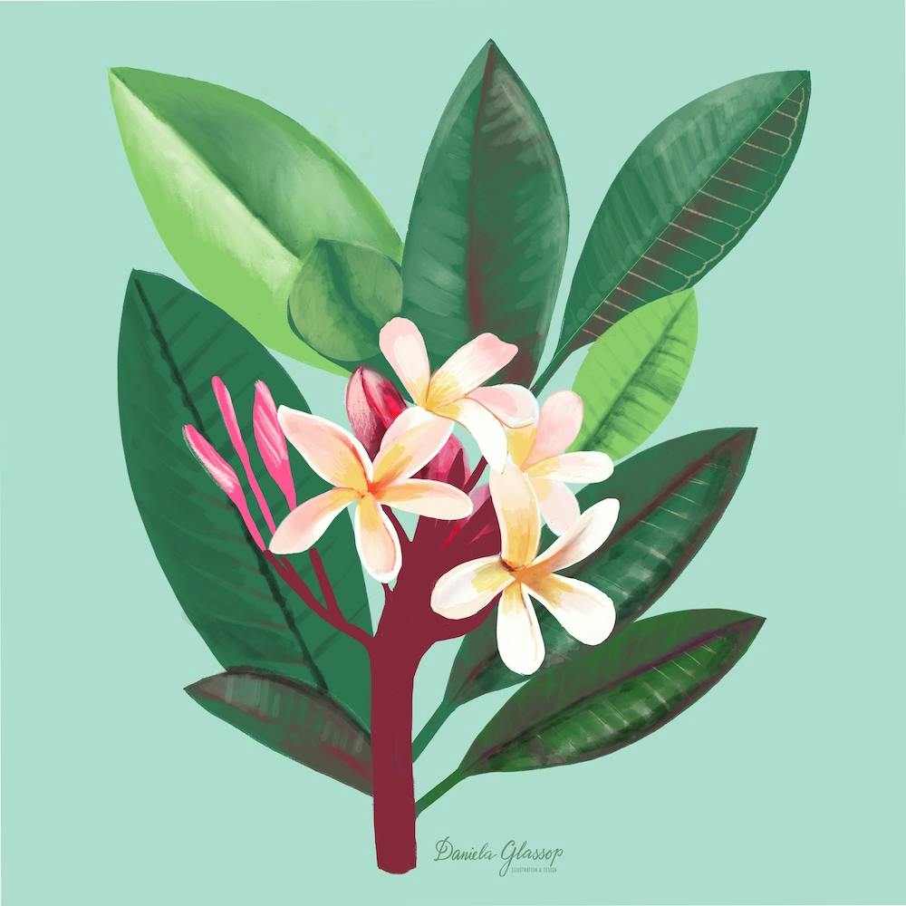 Frangipani Quadrat