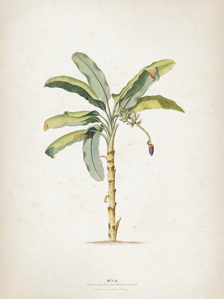 Vintage Ehret 3 Musae Maculato