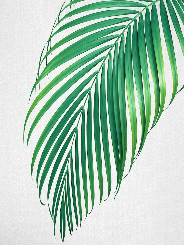 Palm Leaf