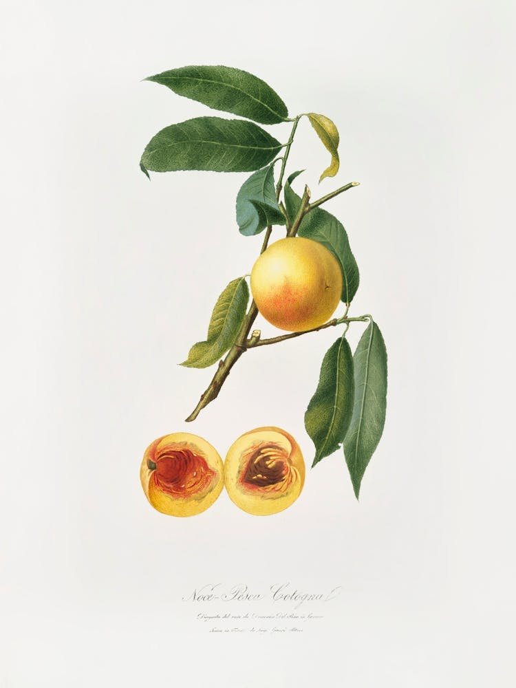 Peach (Prunus Persica) From Pomona Italiana (1817 1839), Giorgio Gallesio 4