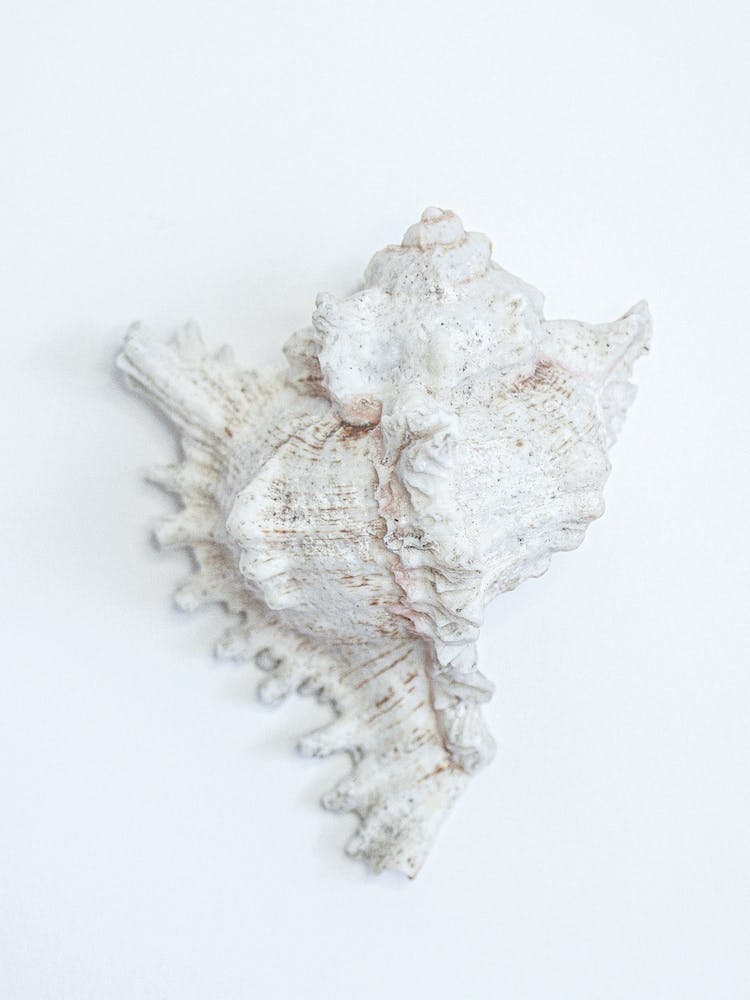 Sea Shell