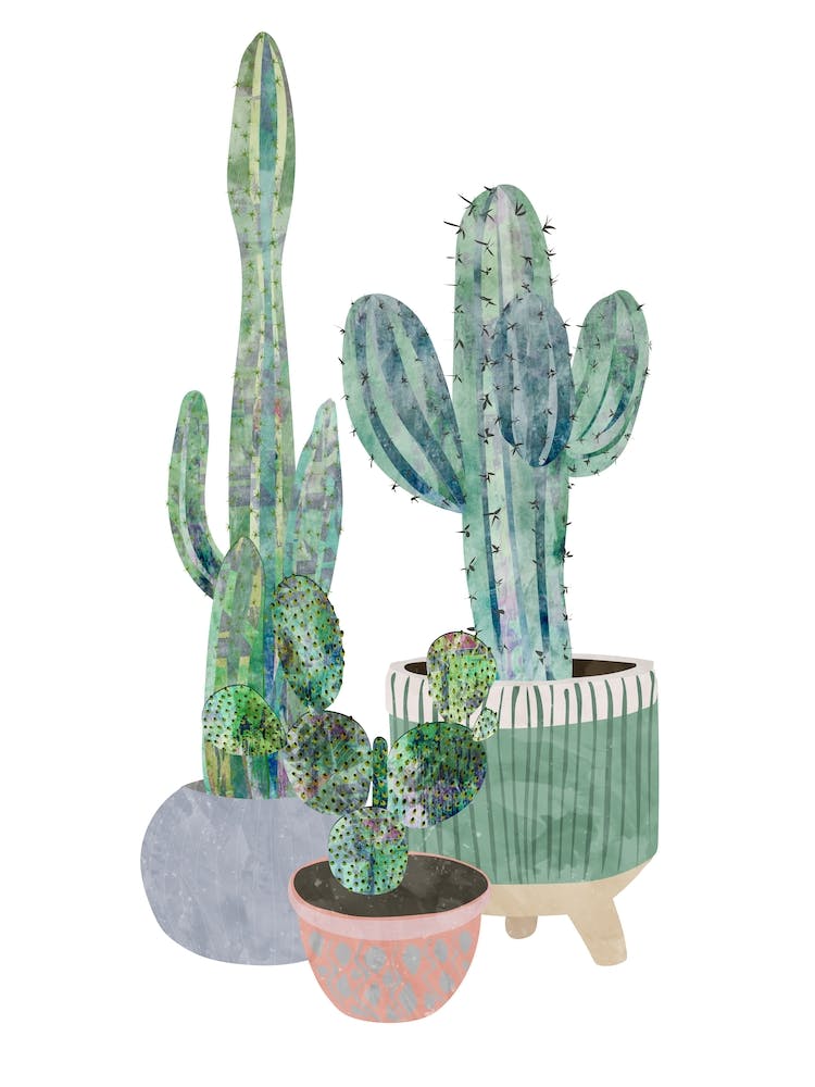 Cactus