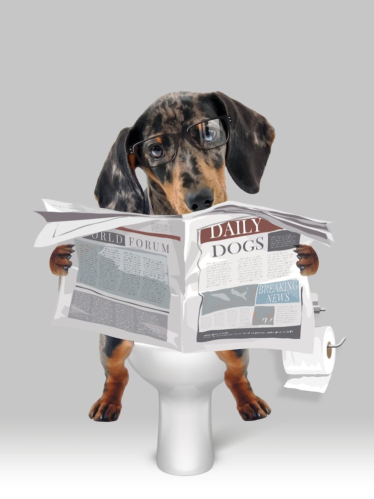 Dachsund On The Toilet