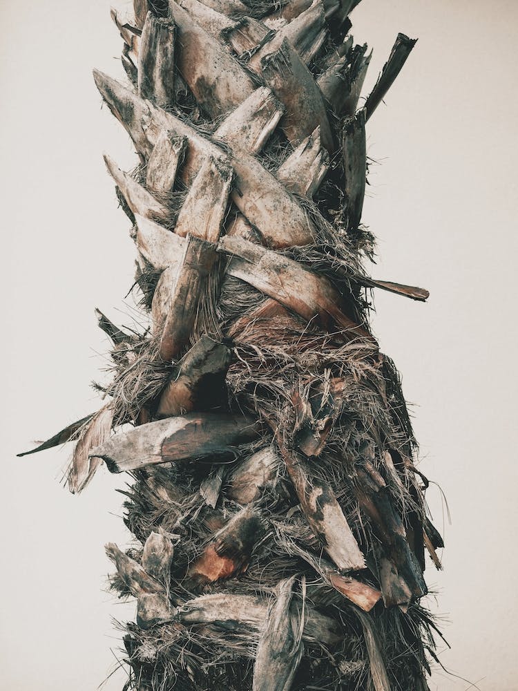 Palm Tree Trunk