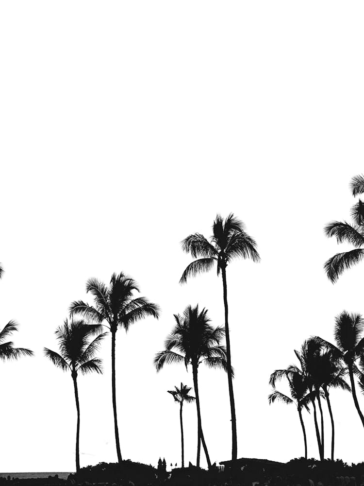 Black And White Palm Trees 2