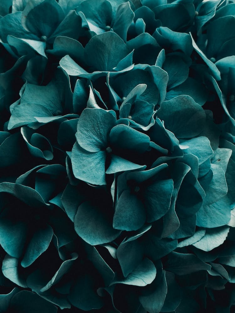Cold Blossoms