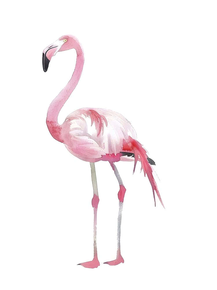 Flamingo 3