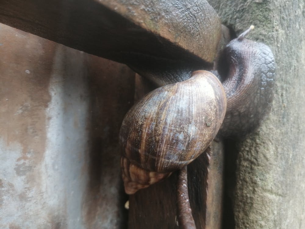 Snail On A Wooden Fence.