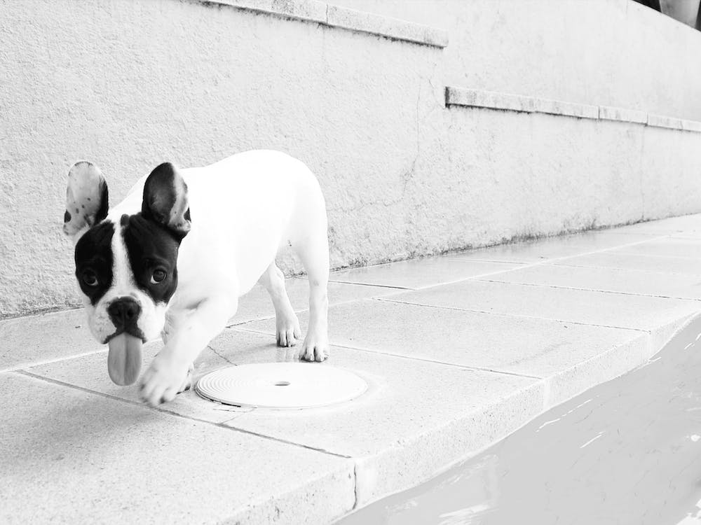 Funny French Bulldog Puppy