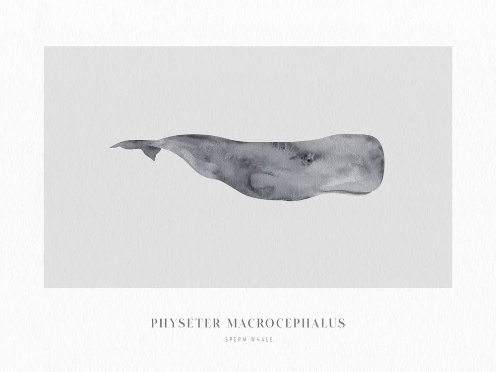 Boho Ocean 1 Sperm Whale