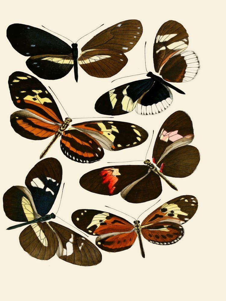 Butterflies Of The World 3