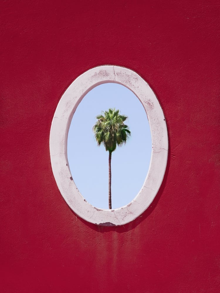 Palm Tree Portrait
