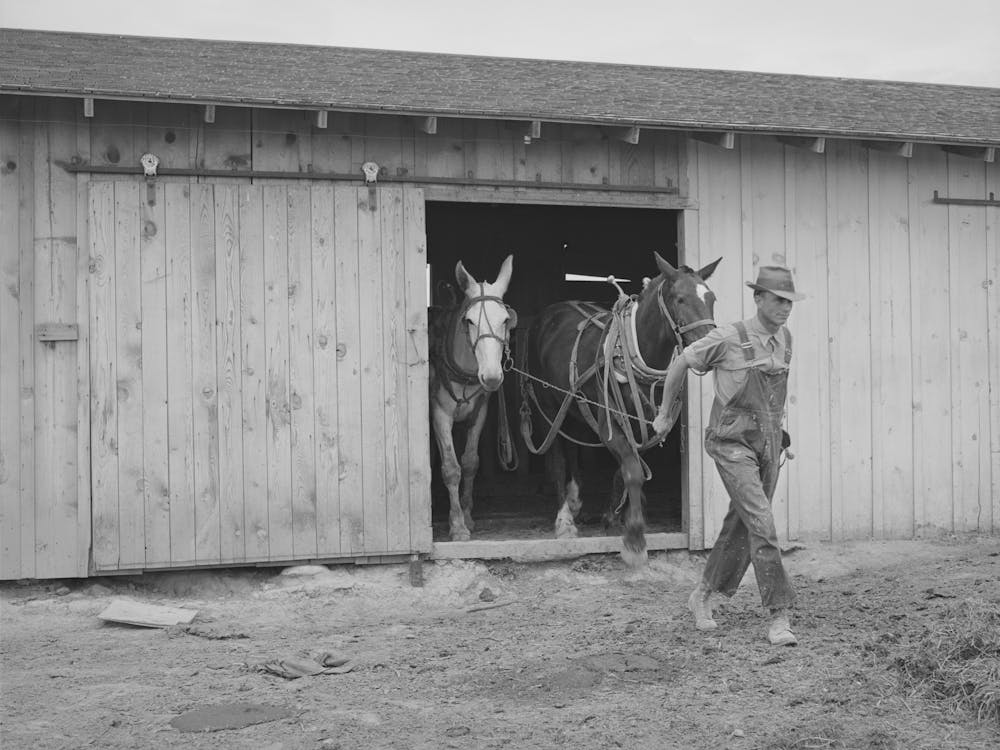Ray Halstead, Fsa (Farm Security Administration) Rehabilitation Borrower, Leading His Team Out Of The Barn