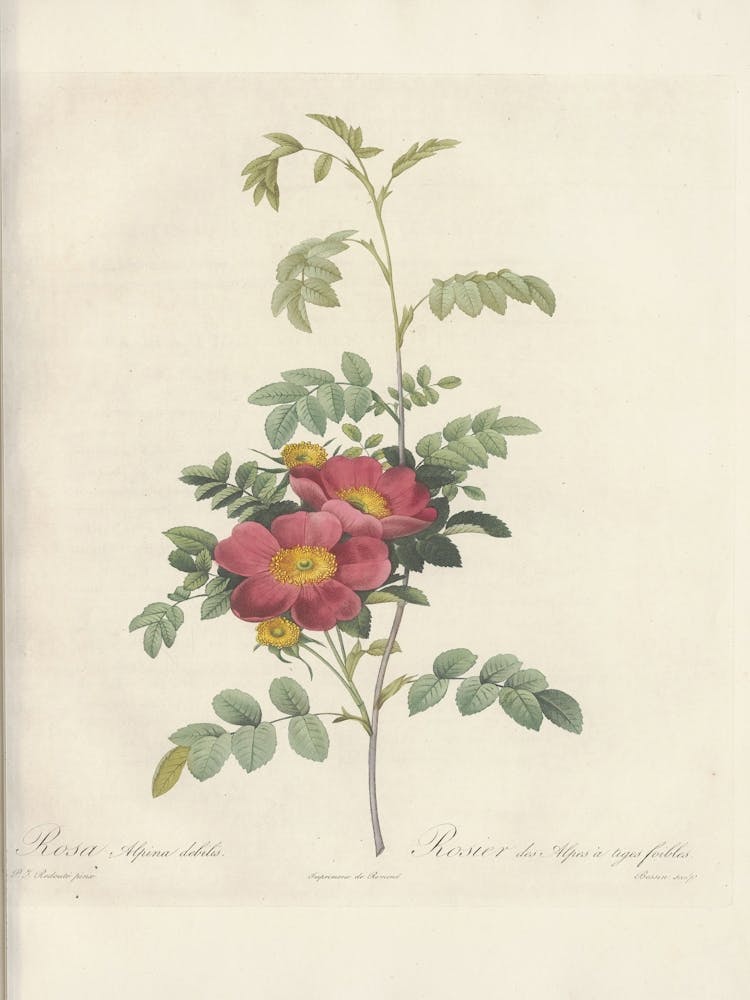Rose Illustration, Pierre Joseph Redoute (75)