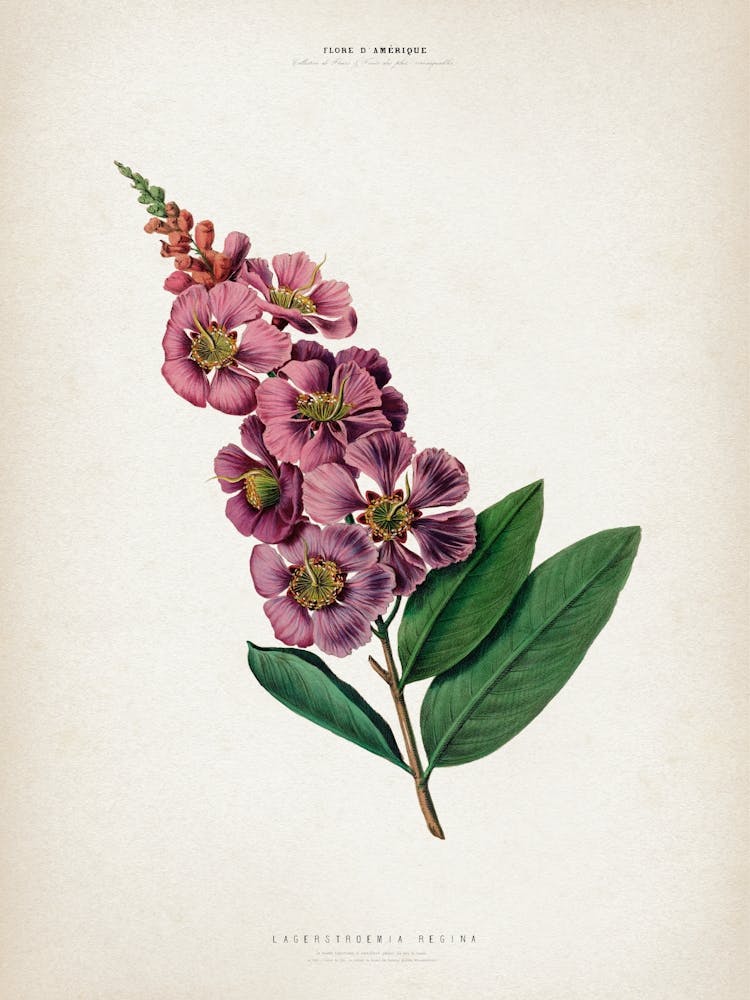 Vintage Denisse 2 Lagerstroemia Regina