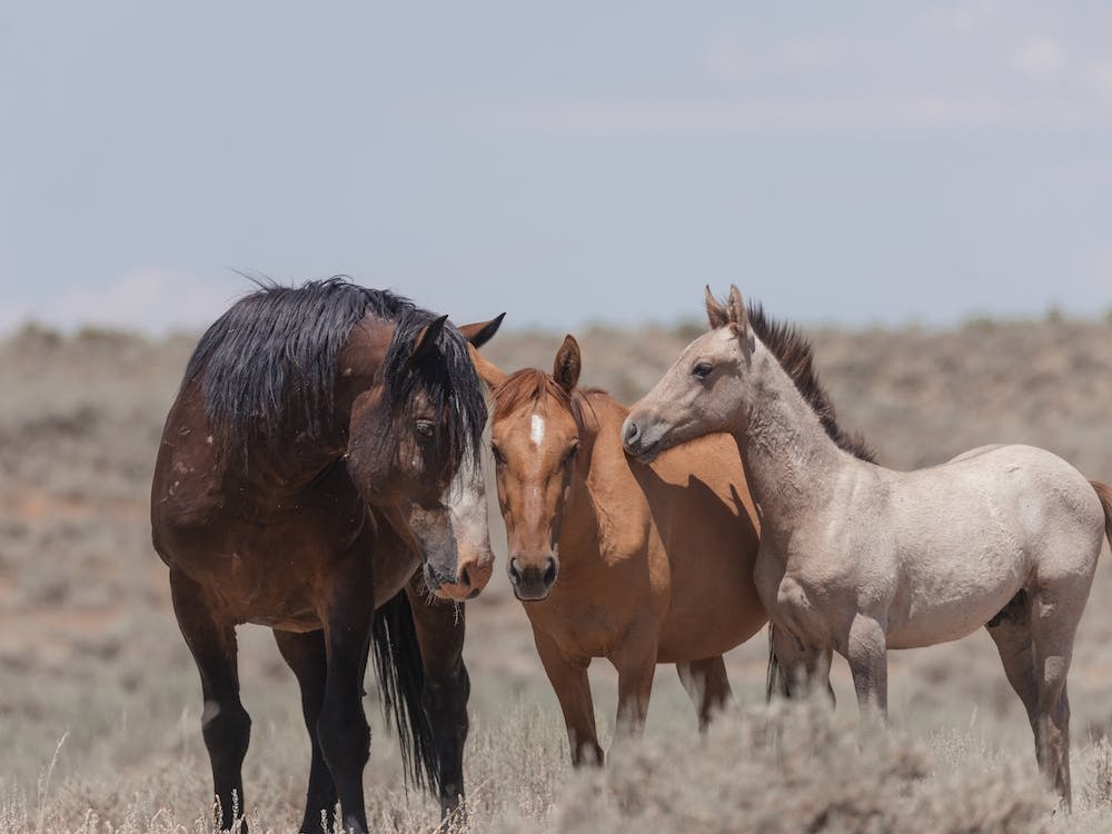 Famille de Chevaux