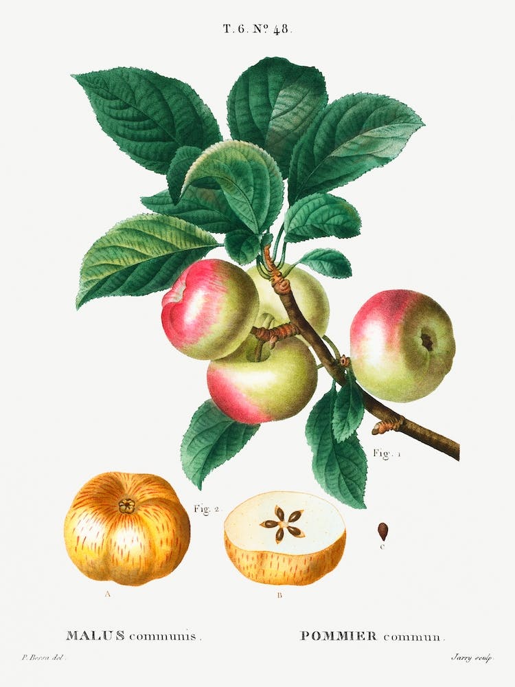 Apple (Malus Communis), Pierre Joseph Redoute