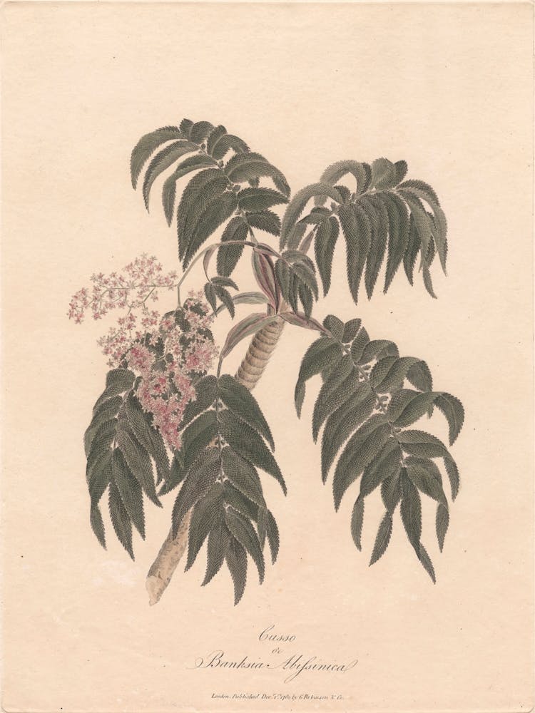 Cusso Or Banksia Abissinica (1789), James Heath
