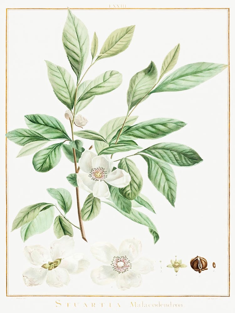 Stuartia Malacodendron, Pierre Joseph Redoute