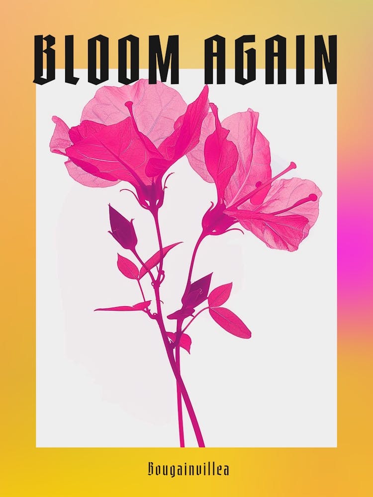 Hot Pink Bougainvillea 1 Poster