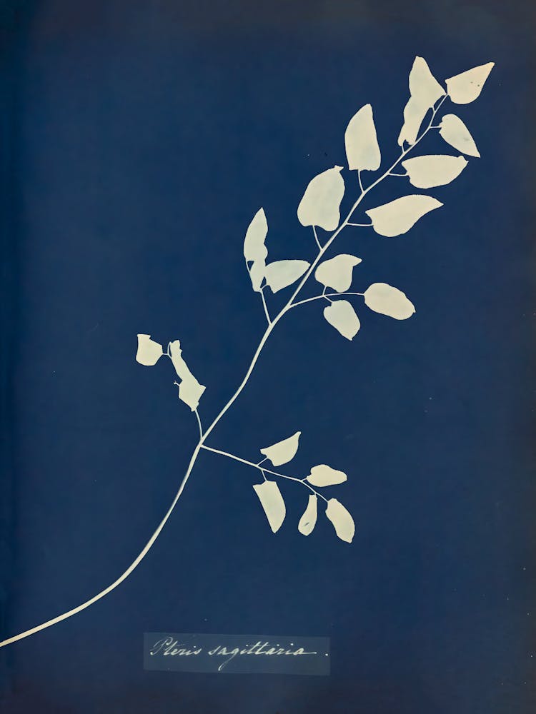 Nephrolepis