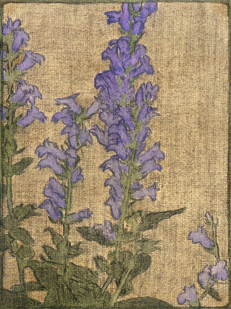 Delphinium (1915), Hannah Borger Overbeck
