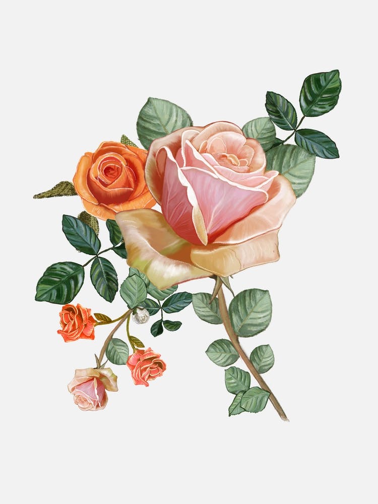 Heirloom Orange Roses