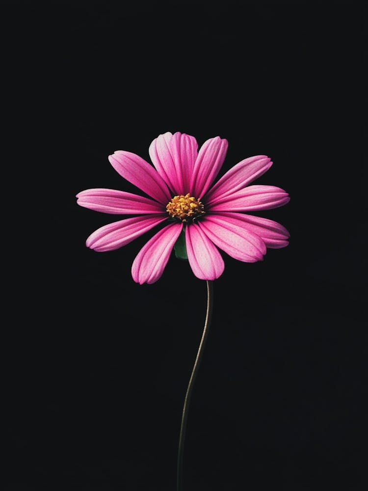 Pink Daisy 6