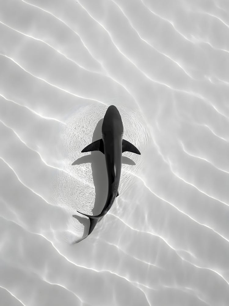 Shark In The Sand