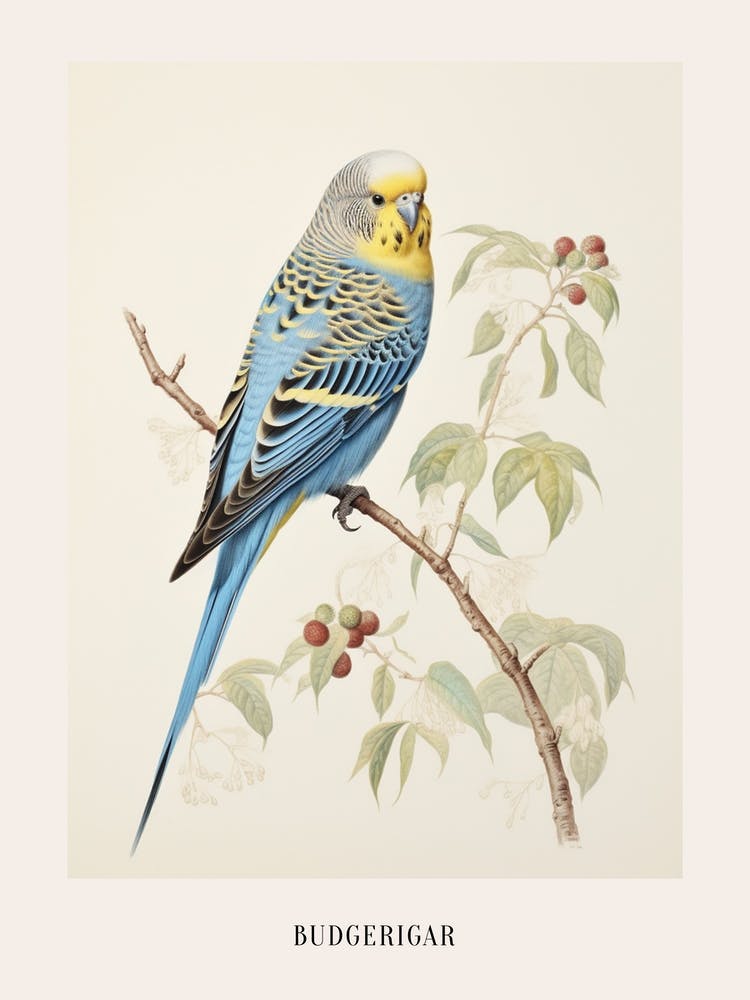 Vintage Bird Drawing Budgerigar 1 Poster