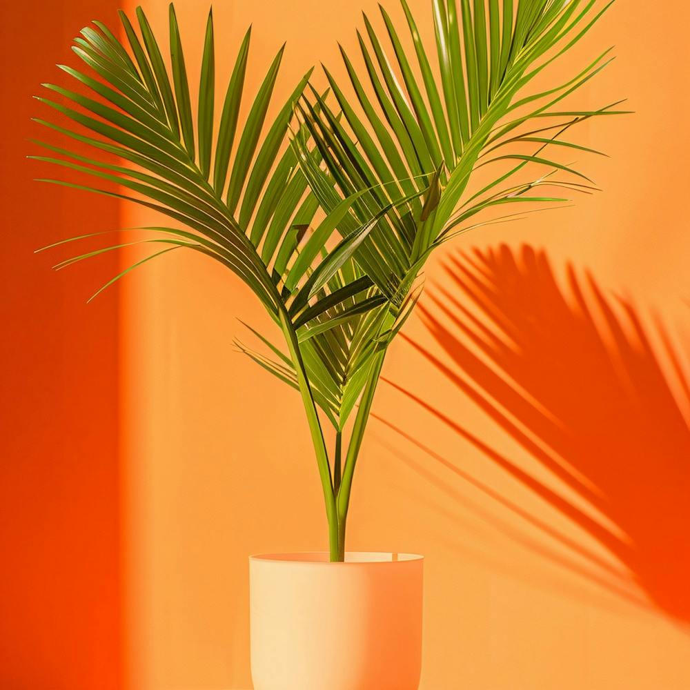 Palm Tree In A Pot