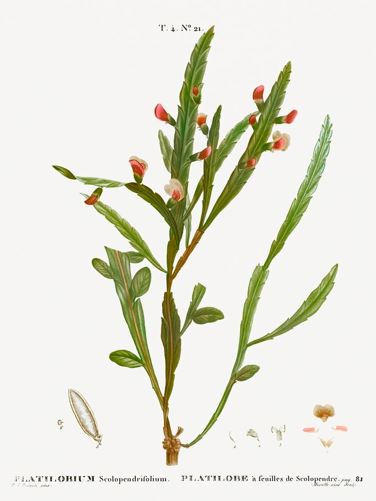 Flat Pea, Pierre Joseph Redoute